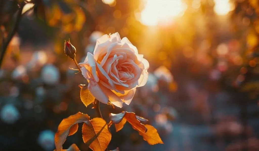 A close-up of a pale peach rose in soft sunlight, with blurred greenery in the background.